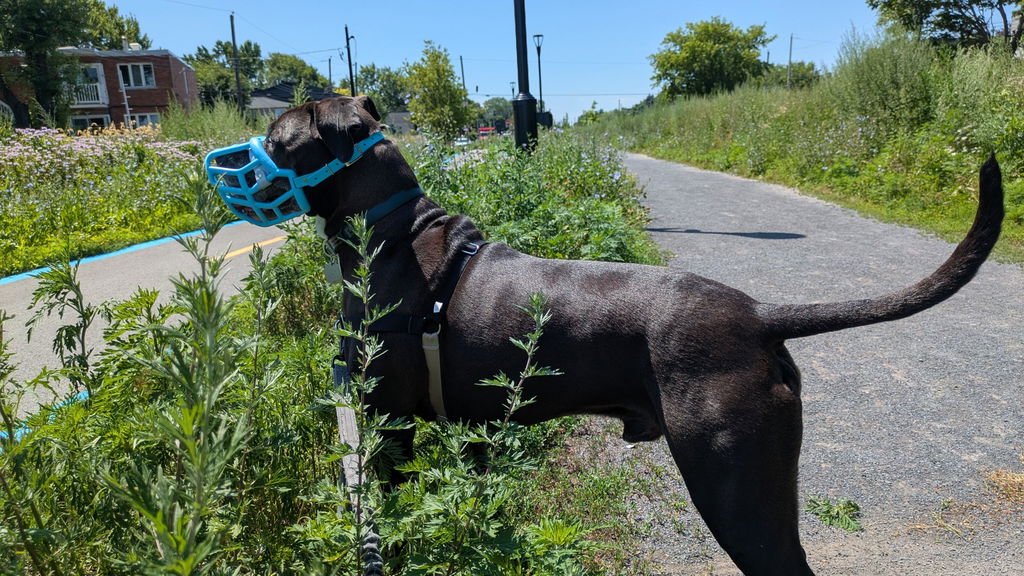 Size Tolly Dog Muzzle - Ready to Ship