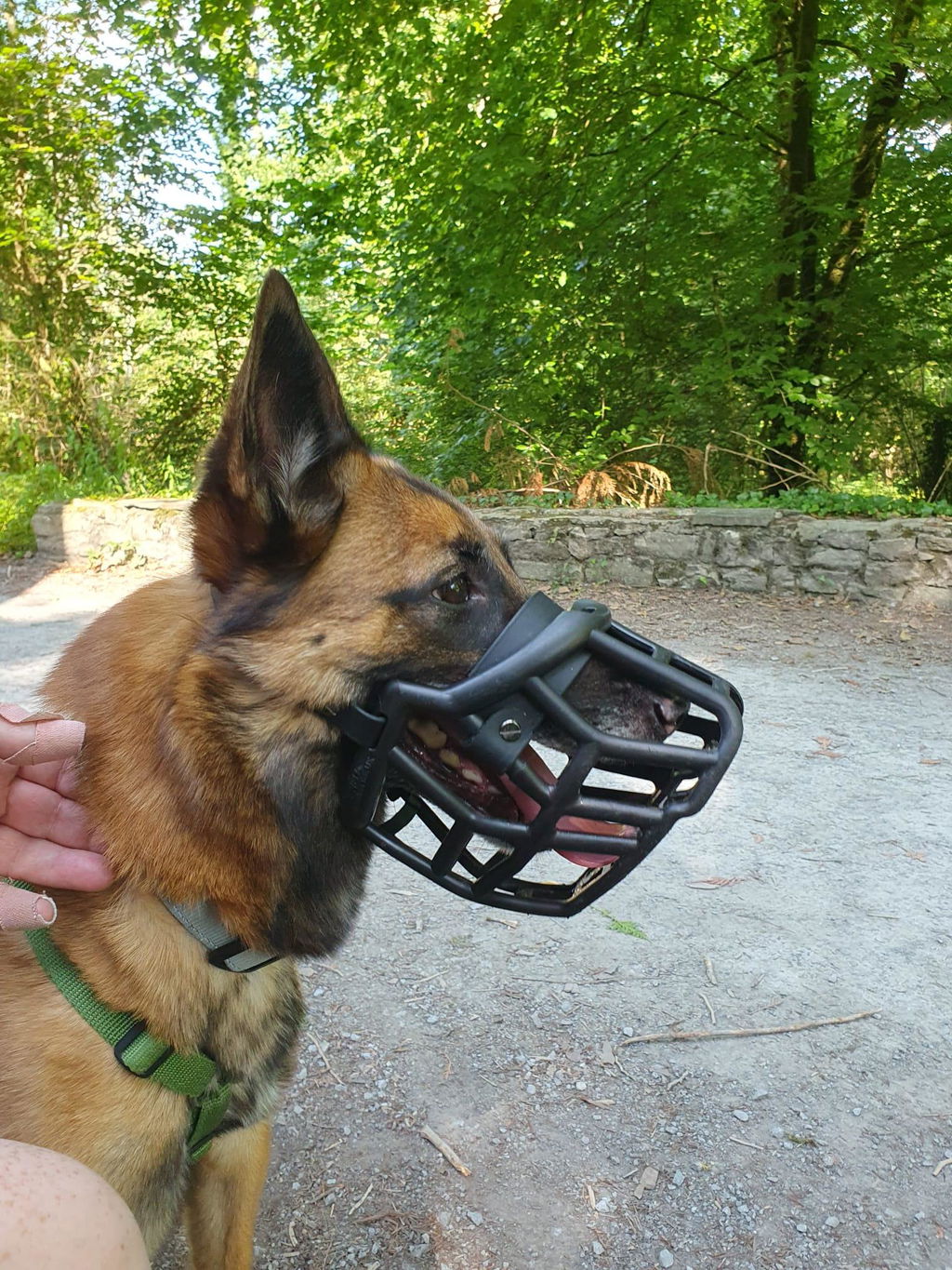 Size Neli Dog Muzzle - Ready to ship