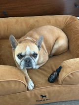 ITCH RESCUE - ALLERGY RELIEF - DOGS