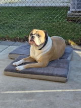 ITCH RESCUE - ALLERGY RELIEF - DOGS