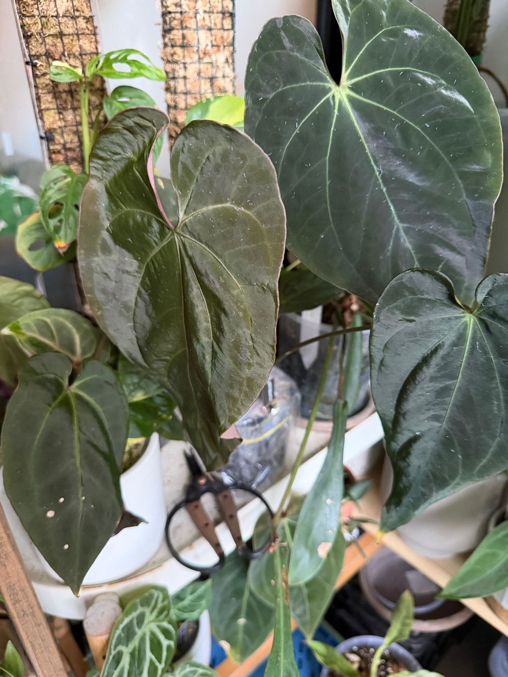 Anthurium papillilaminum 'RLFS' x pap 'RL' s1 – The Plant Plug