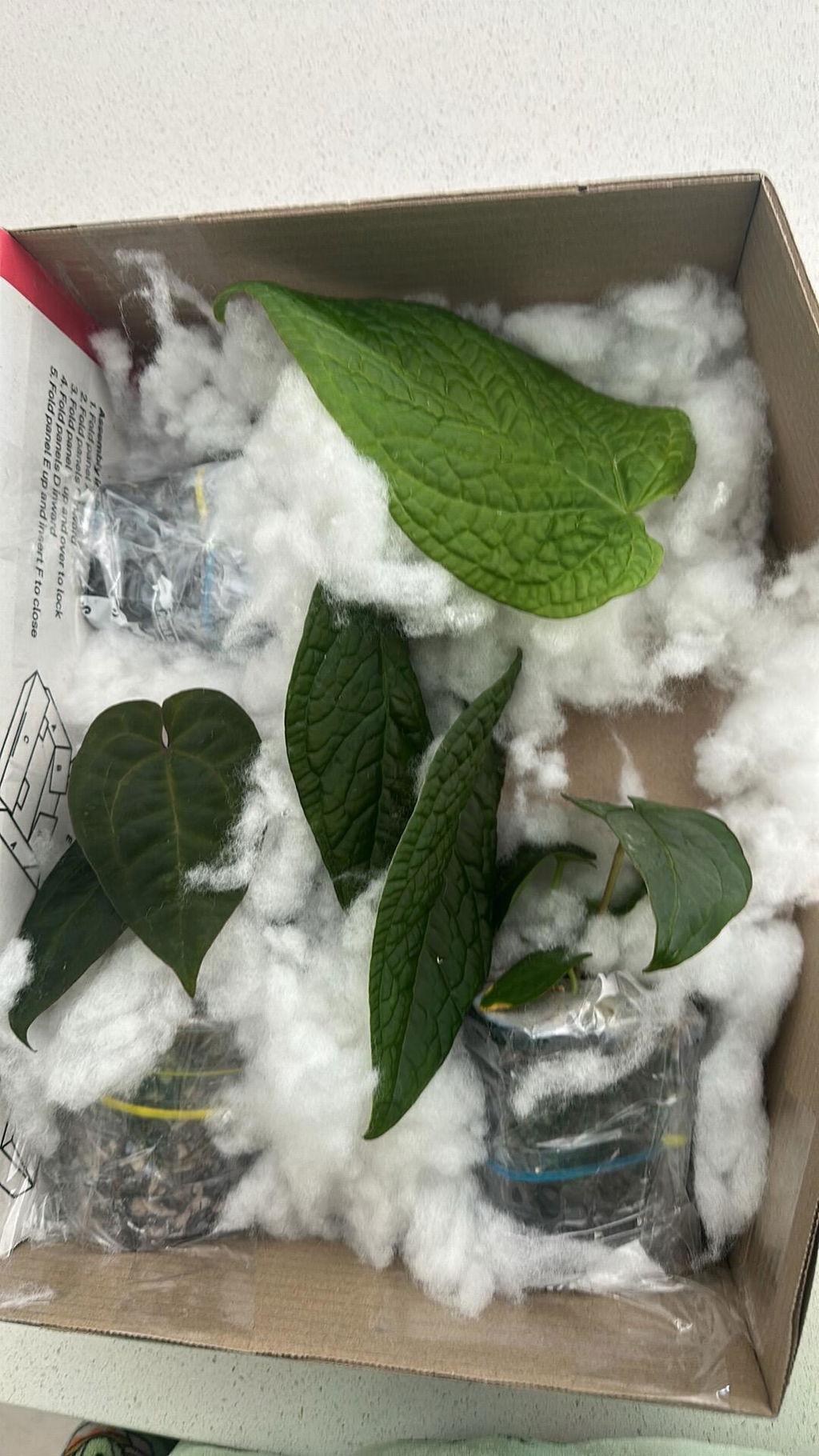 Anthurium papillilaminum 'RLFS' x pap 'RL' s1 – The Plant Plug