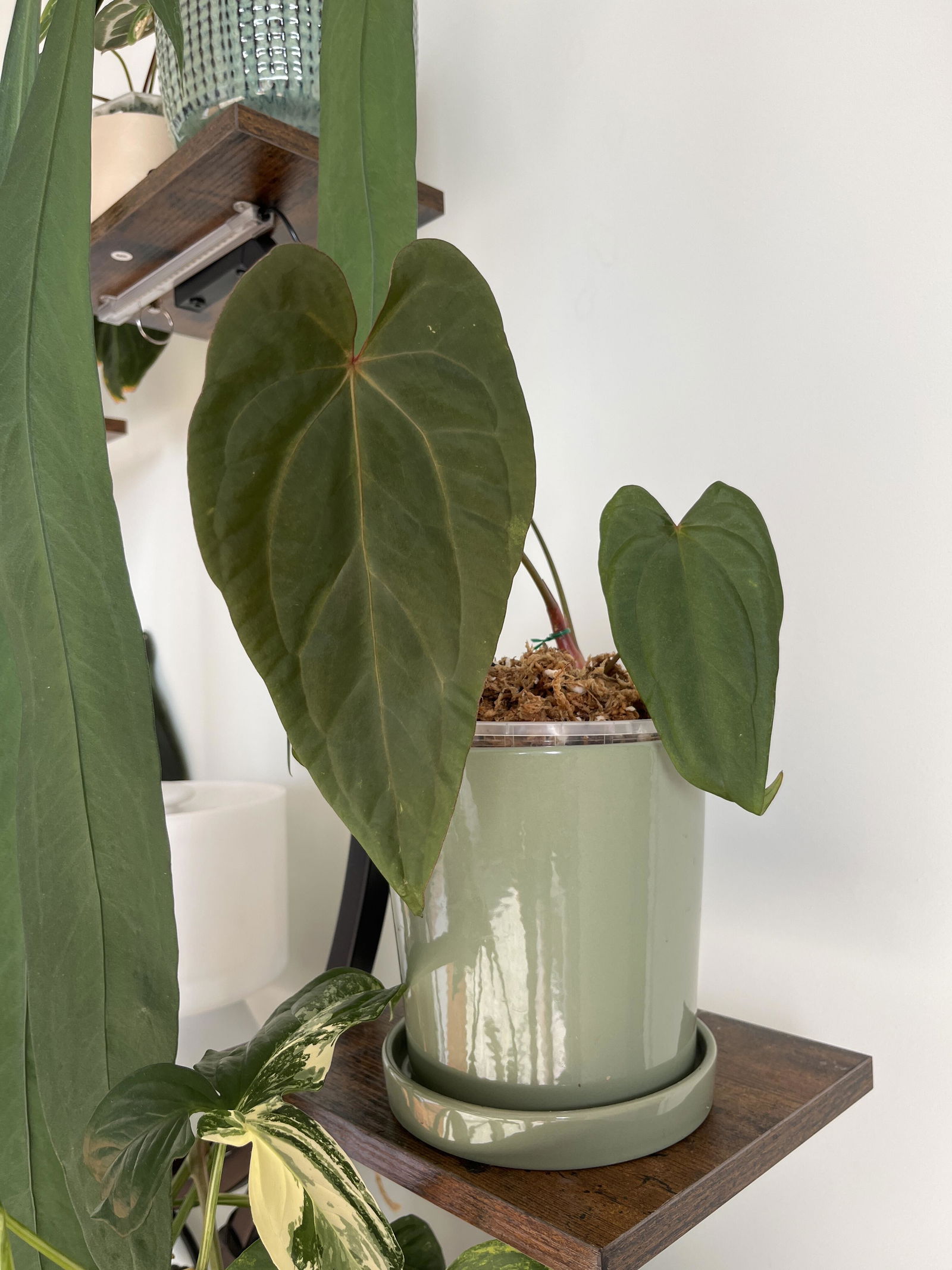 Anthurium papillilaminum 'RLFS' x pap 'RL' s1 – The Plant Plug