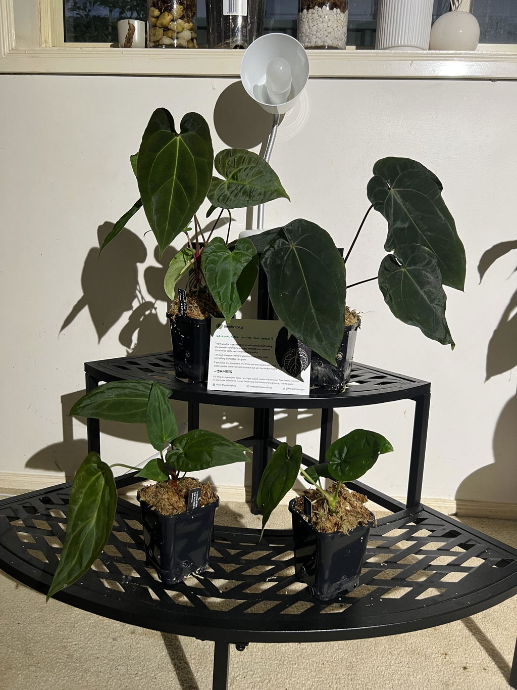 Anthurium papillilaminum 'RLFS' x pap 'RL' s1 – The Plant Plug