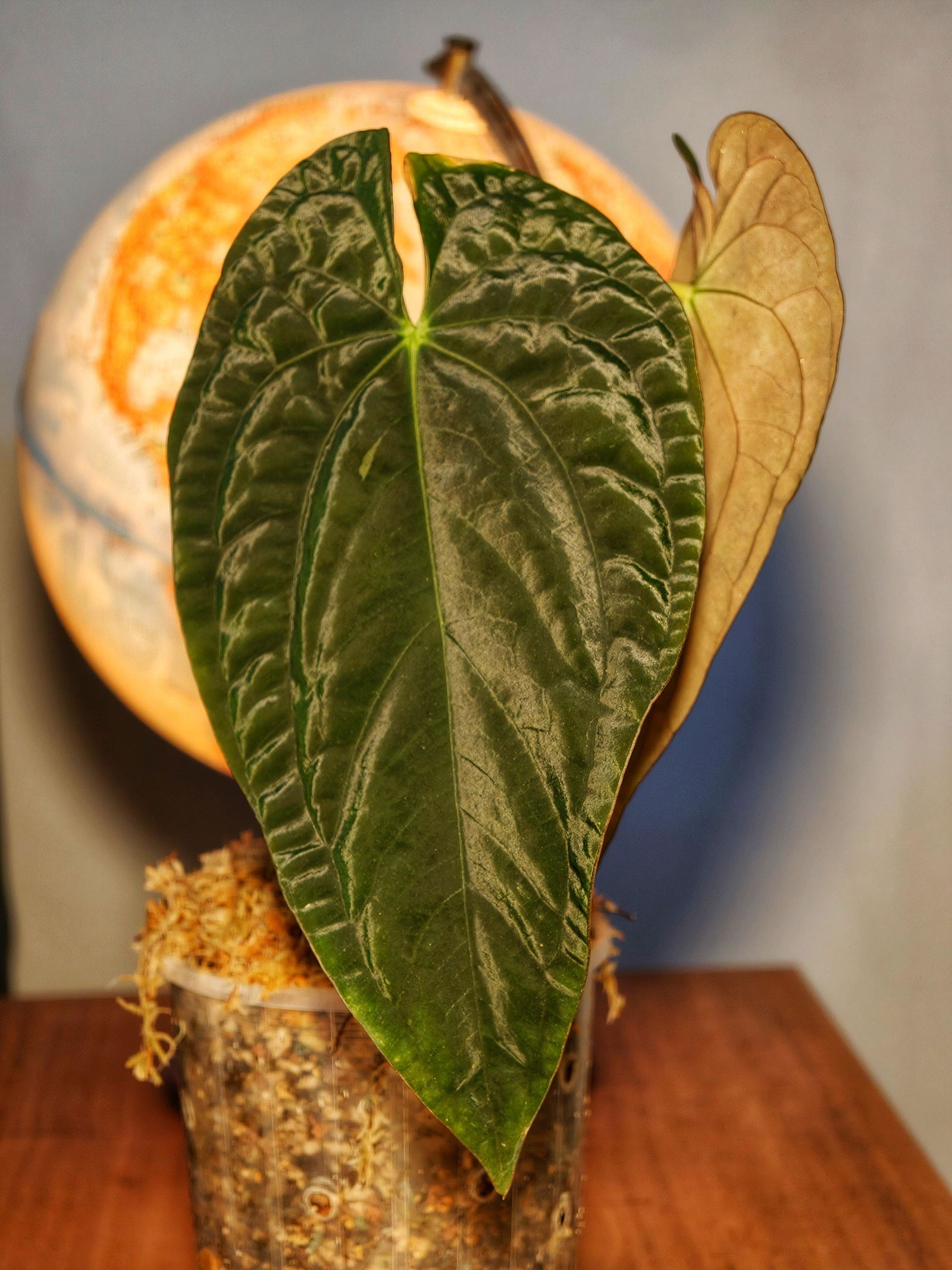 Anthurium dressleri x dressleri 'SKG' – The Plant Plug
