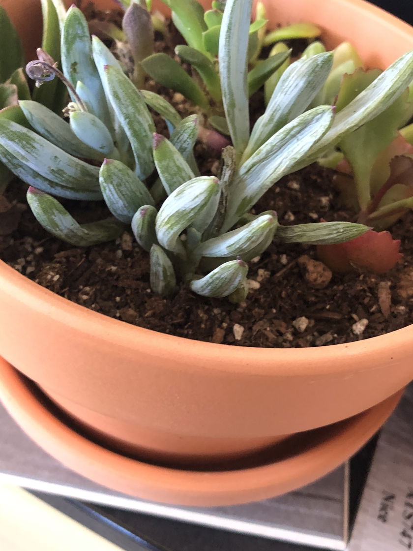 Senecio Mandraliscae Blue Chalk Succulent Plant
