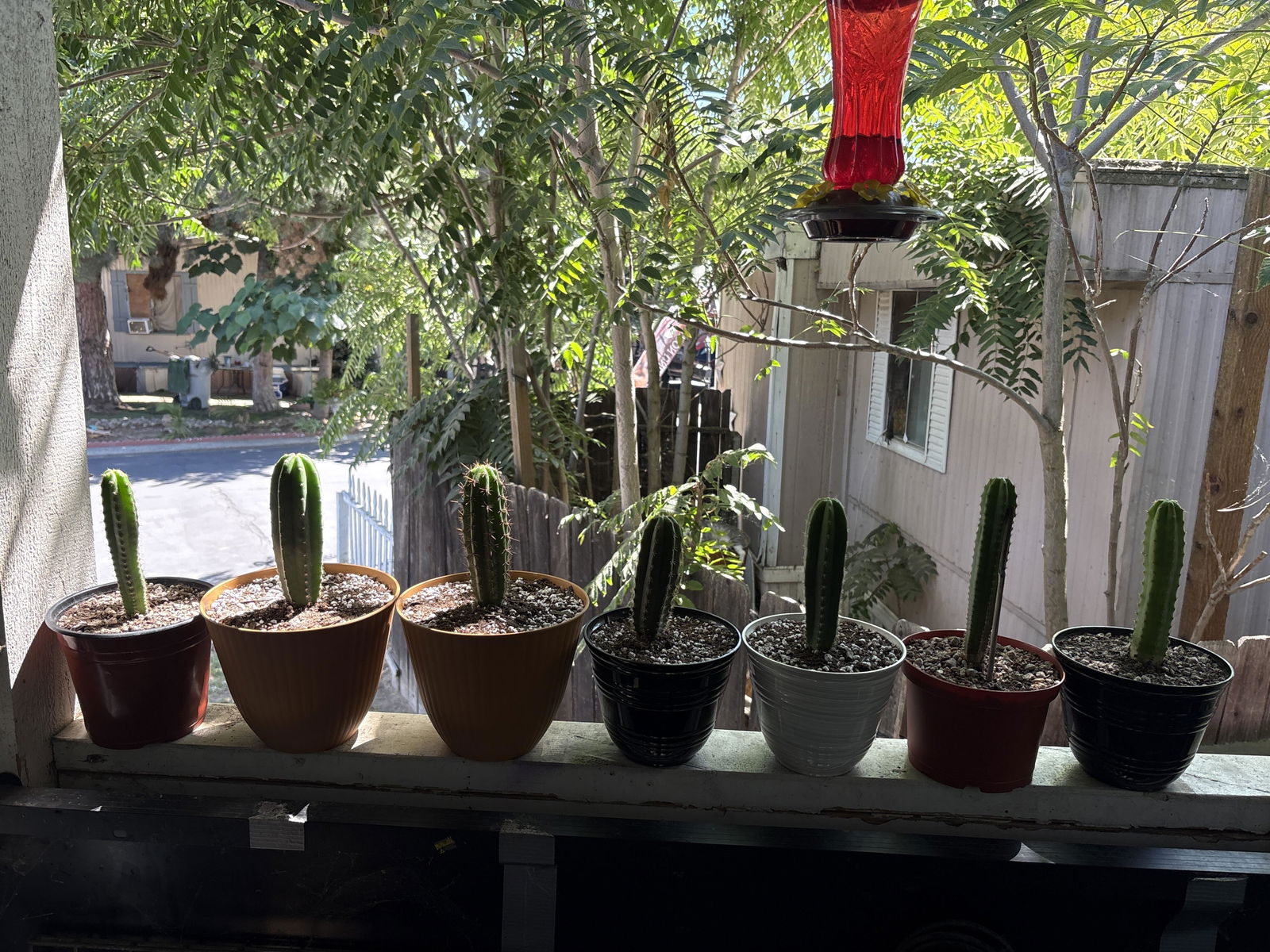 San Pedro Cactus for Sale Trichocereus - #EC197 EXACT Giant