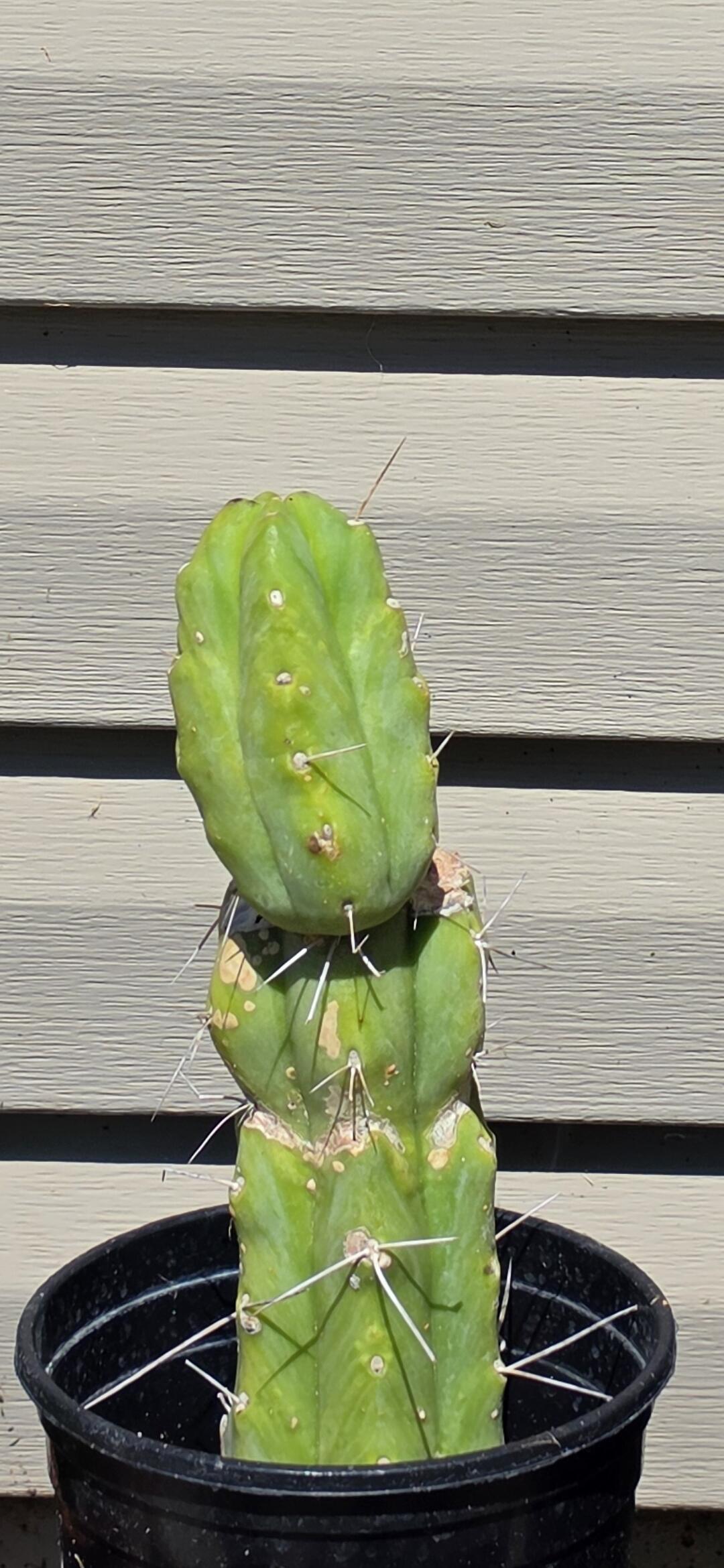 San Pedro Cactus for Sale Trichocereus - #EC46 EXACT Trichocereus