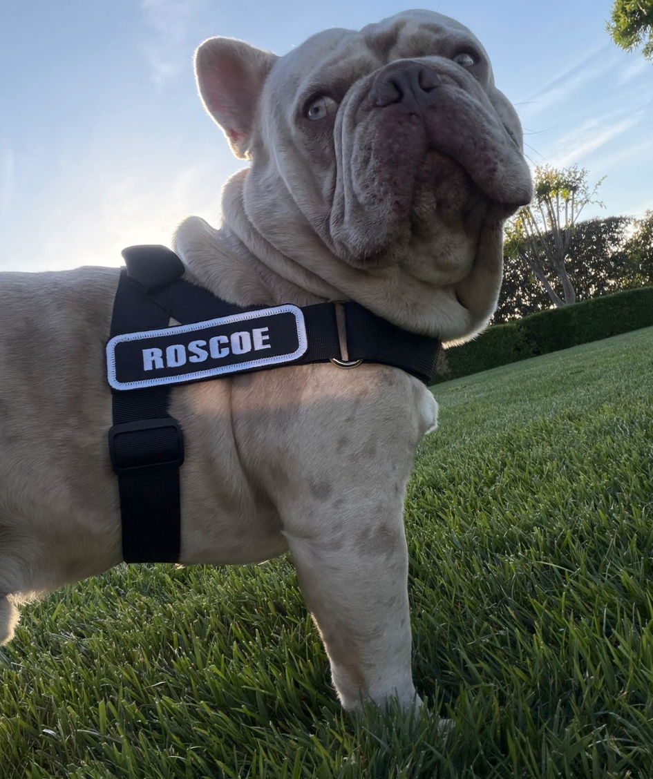 Pull Bull.さま　専用 Black Adjustable No-Choke Dog Harness – No Pull | BullHug