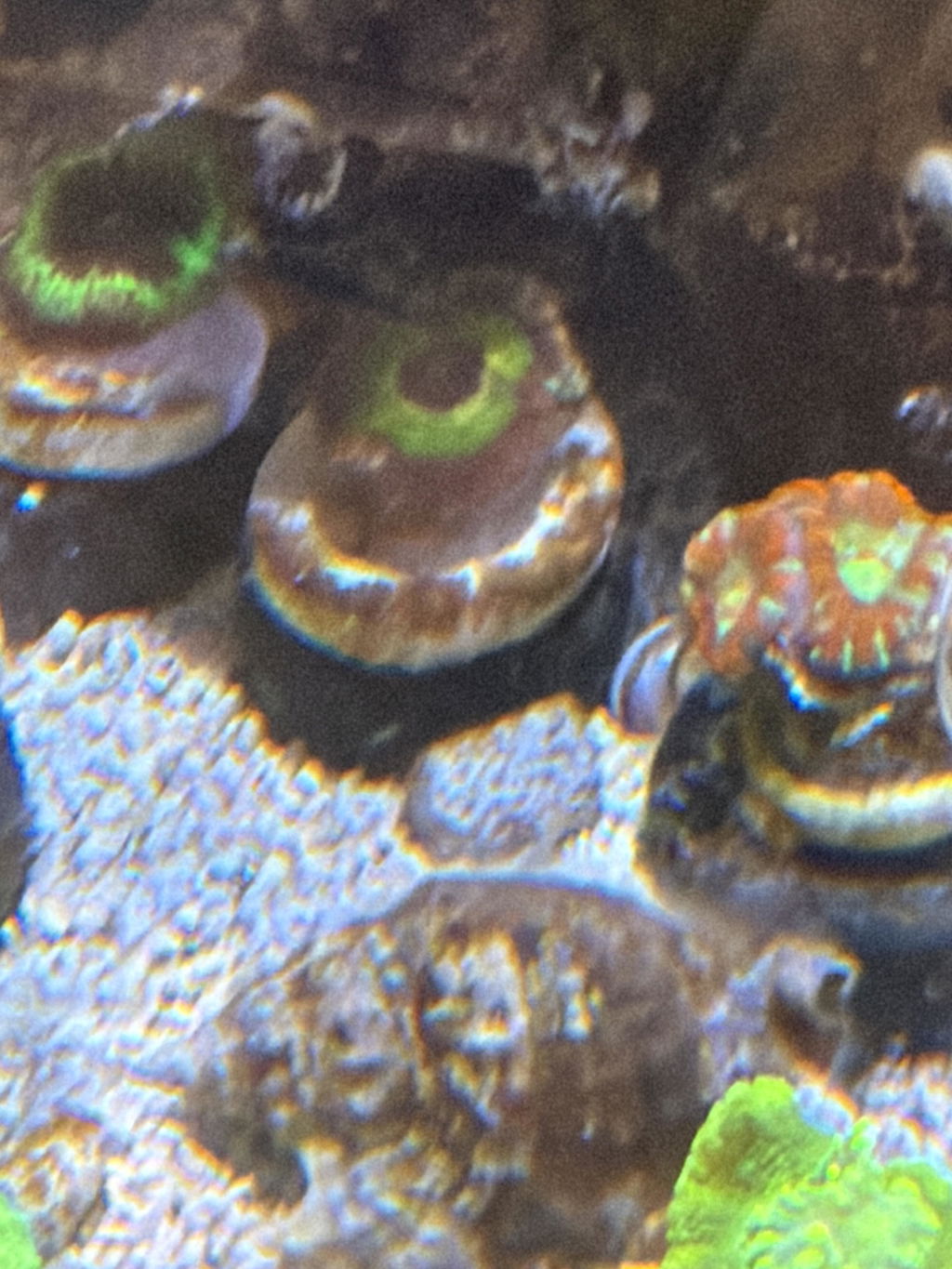 TIA Corals