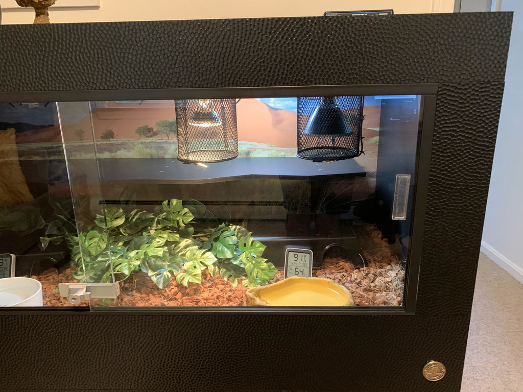 Royal Lounge | 4'x2'x2' Ball Python Enclosure Setup | Luxury Ball Python Cage