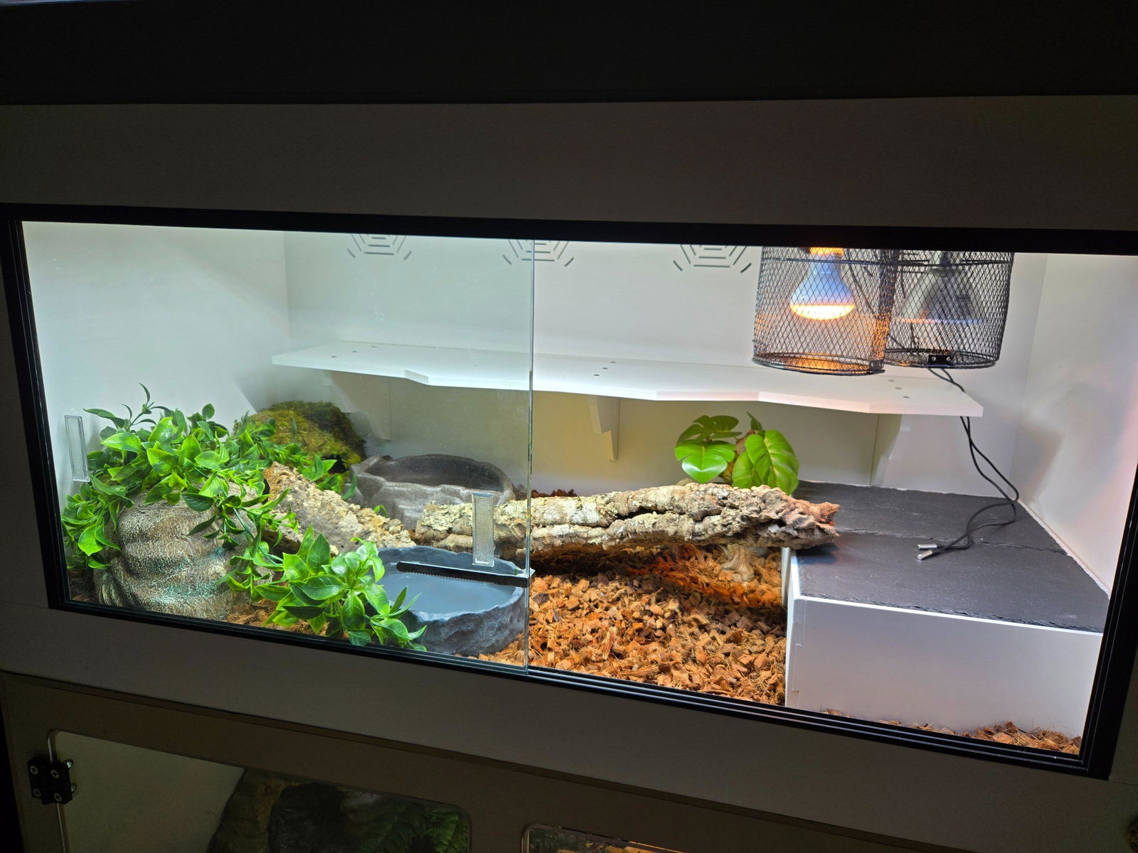 Royal Lounge | 4'x2'x2' Ball Python Enclosure Setup | Luxury Ball