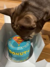 Super-Dog