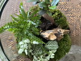 Live Moss Bundle - Bun & Carpet Moss Mix