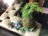DIY Kokedama Kit | Kokedama Moss Ball