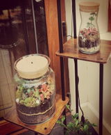 Bonsai Terrarium Kit H: 25 cm | 'Perth'