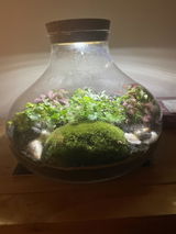 DIY Terrarium Kit H: 26 | 'Barcelona'