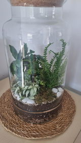 Medium DIY Terrarium Starter Kit with Optional 3 Plants and Moss | Suitable for Jar 17- 20cm Diameter