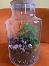 Basic Terrarium Starter Kit - Various sizes