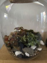 Small DIY Terrarium Starter Kit with Optional 2 Plants and Moss | Suitable for Jar with a base diameter from 12cm to 16 cm.