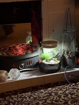 Closed DIY Terrarium Kit with 25 cm Container and Plants | 'Mallorca'