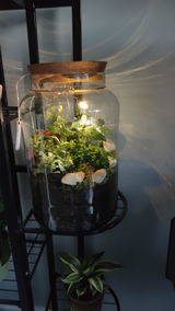Set of 2-5 Terrarium Plants with Optional Moss | ‘Katie’s Selection’