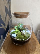 DIY Ficus Bonsai Terrarium Kit  with 32 cm Glass Jar Self-Sufficient Ecosystem | 'Kuala Lumpur'