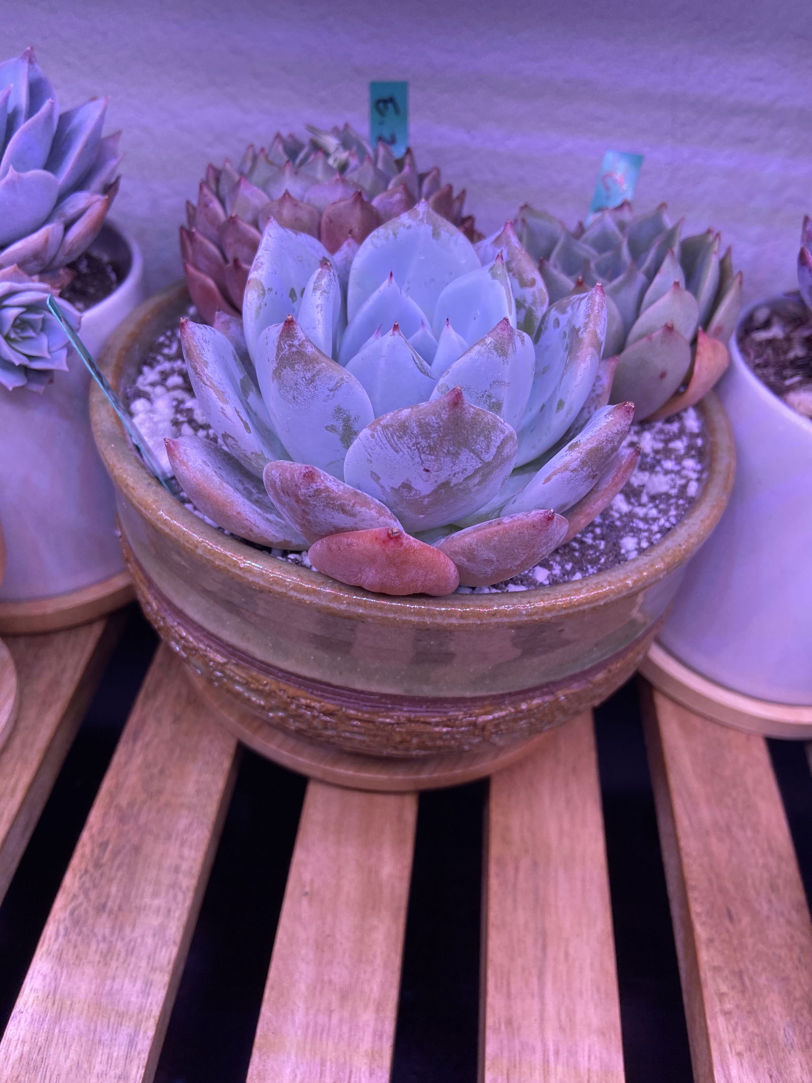 Echeveria 'Mexican Giant' 4