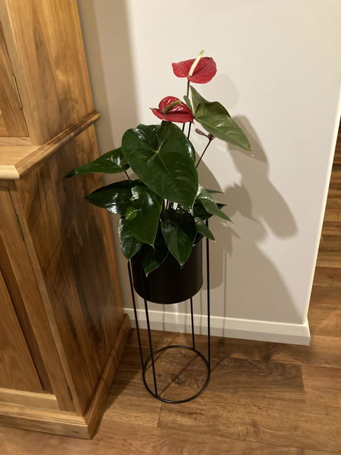 Hestia Metal Plant Stand
