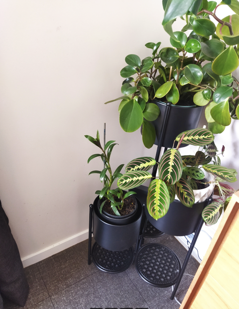 Annika 6 Tier Metal Plant Stand - Black