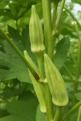 Organic Green okra Seeds