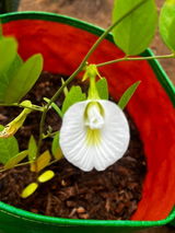 Aparajita/Blue Pea Flower Seeds