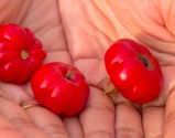 Organic African Togo Tomato Seeds