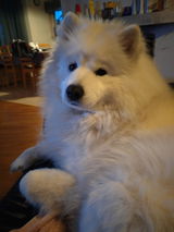 User picture