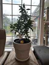 Red Lime Tree. Indoor Outdoor Citrus |  Rare Rangpur Lime