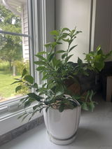 Meyer Lemon Indoor Citrus Tree