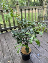 Kaffir Lime Indoor Citrus Tree | Thai Cooking Essential