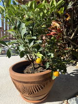 Calamondin / Calamansi Indoor Citrus Tree.