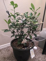 Meyer Lemon Indoor Citrus Tree