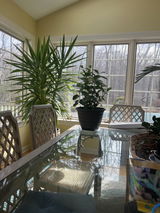 Meyer Lemon Indoor Citrus Tree