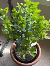 Calamondin / Calamansi Indoor Citrus Tree.