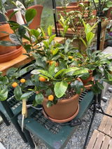 Satsuma Mandarin Tree Grafted