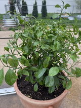 Calamondin / Calamansi Indoor Citrus Tree.