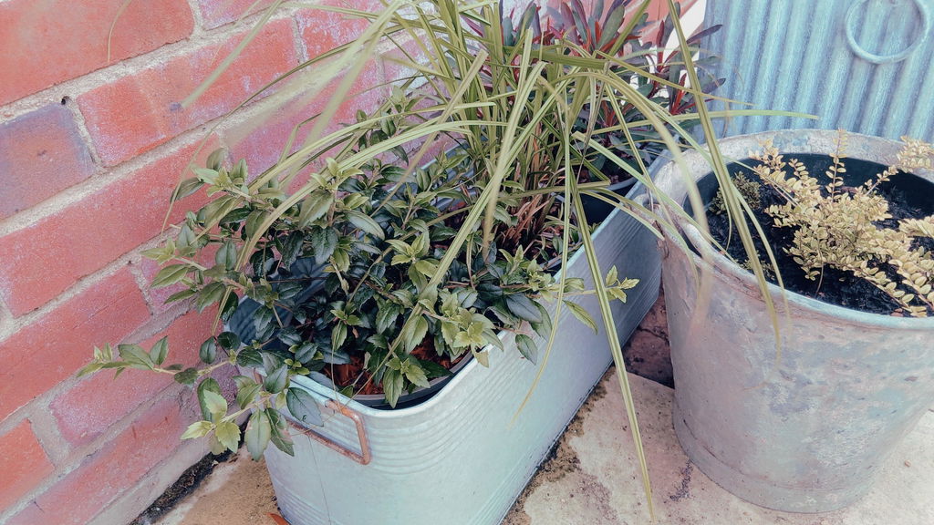 Galvanised Trough Planter with Handles