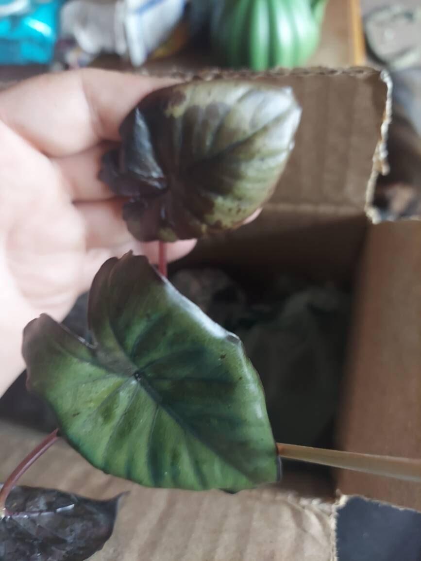 Serendipity Elephant Ear - Alocasia – Wellspring Gardens