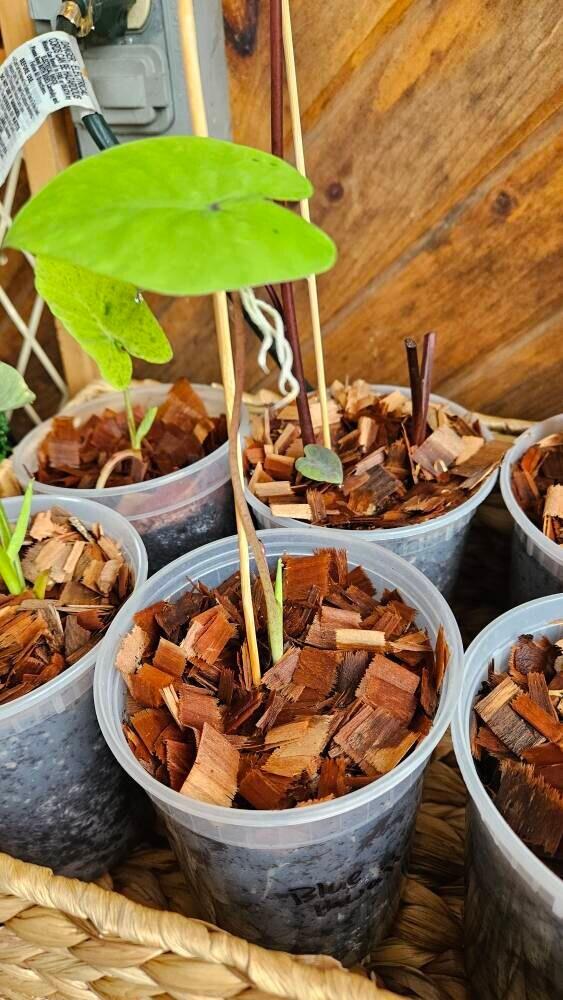 Hawaiian Punch Elephant Ear - Colocasia – Wellspring Gardens