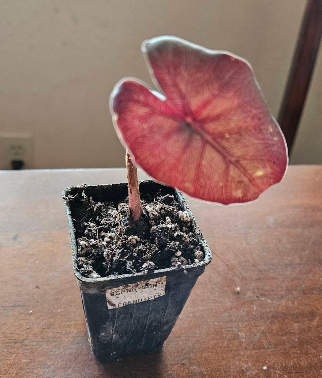 あやめエクエル４袋 Serendipity Elephant Ear - Alocasia – Wellspring Gardens