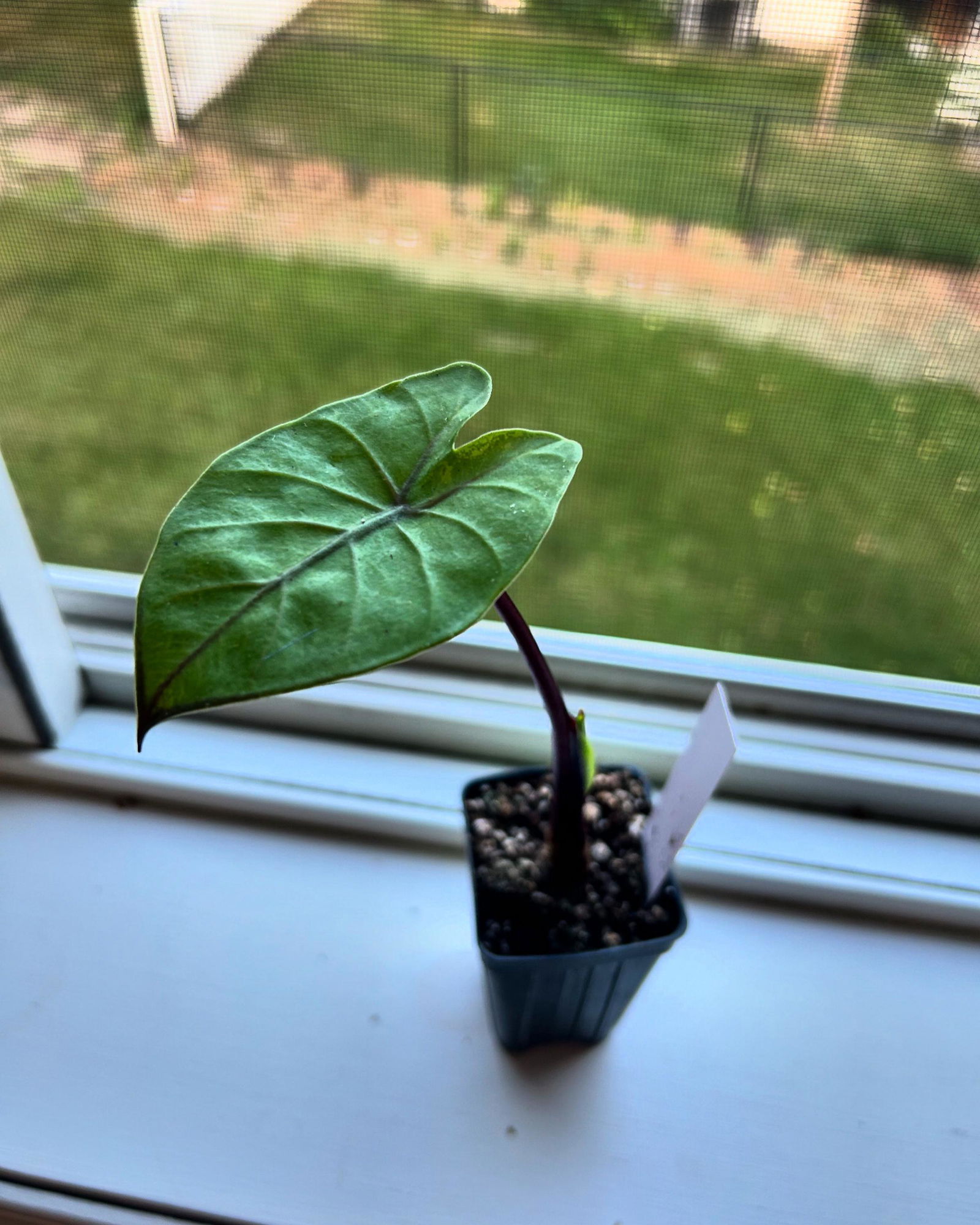 あやめエクエル４袋 Serendipity Elephant Ear - Alocasia – Wellspring Gardens
