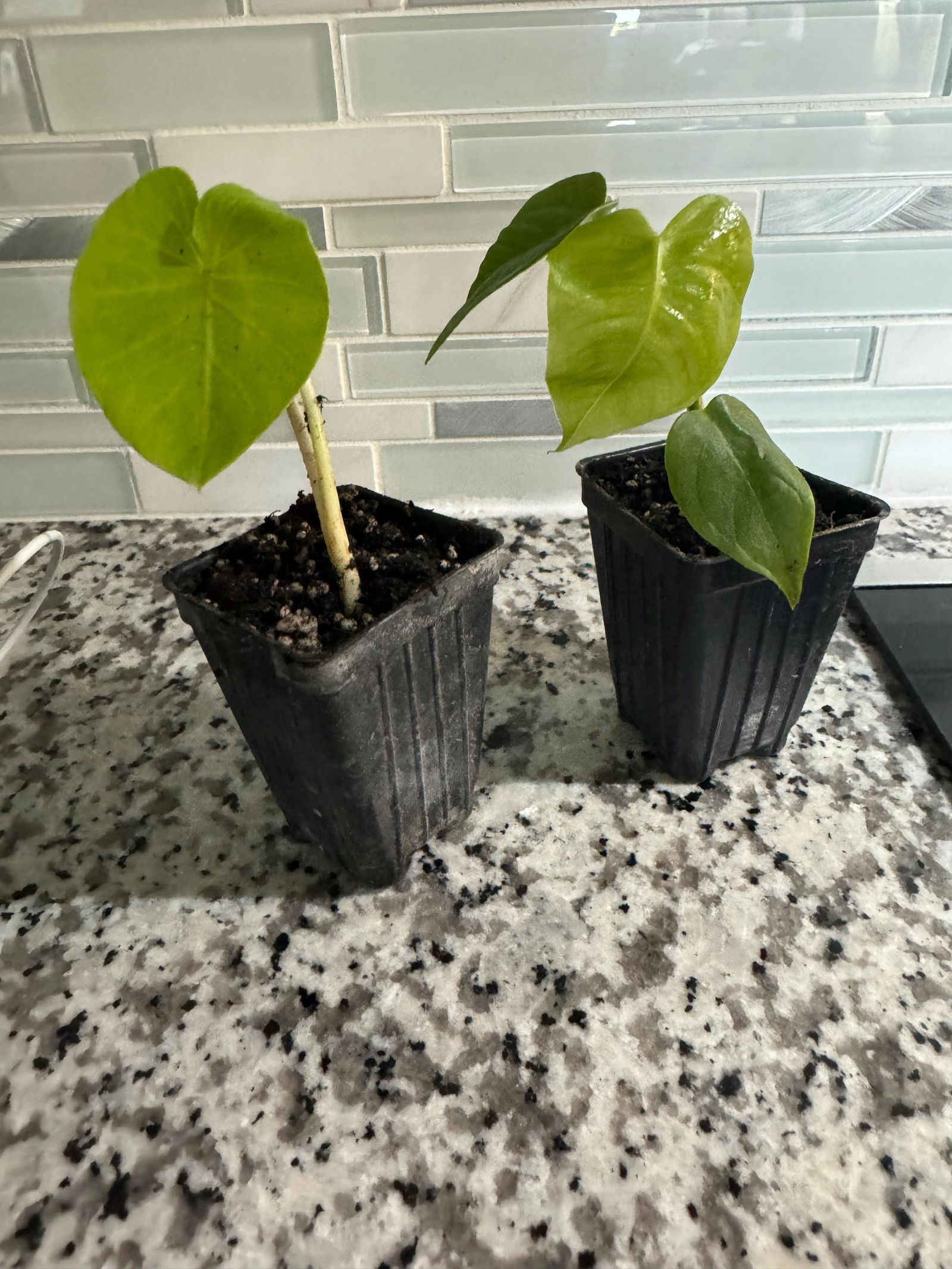 Maui Sunrise ™ Elephant Ear Royal Hawaiian - Colocasia
