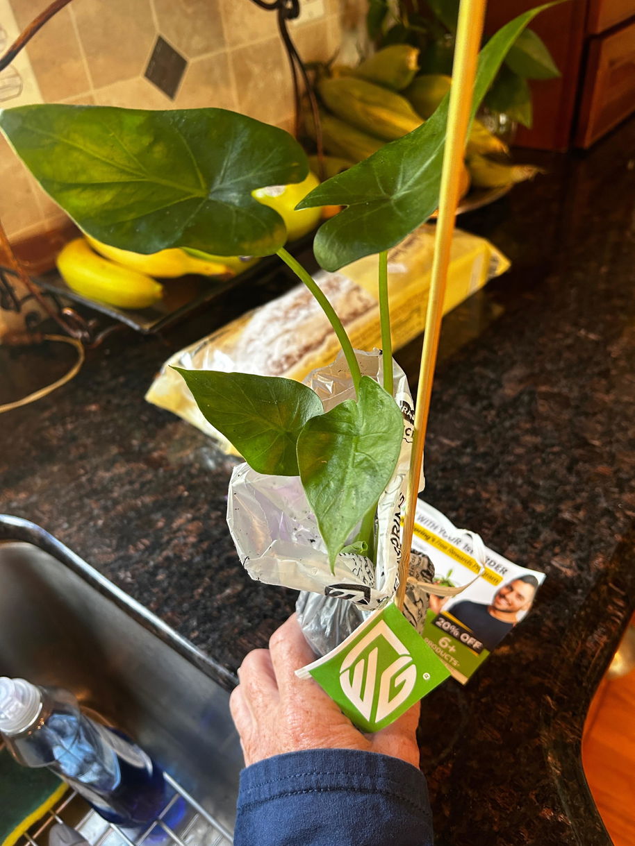 Borneo Giant Elephant Ear - Alocasia macrorrhiza – Wellspring Gardens